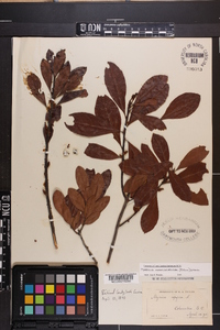 Myrica cerifera image