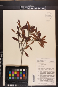 Myrica cerifera image