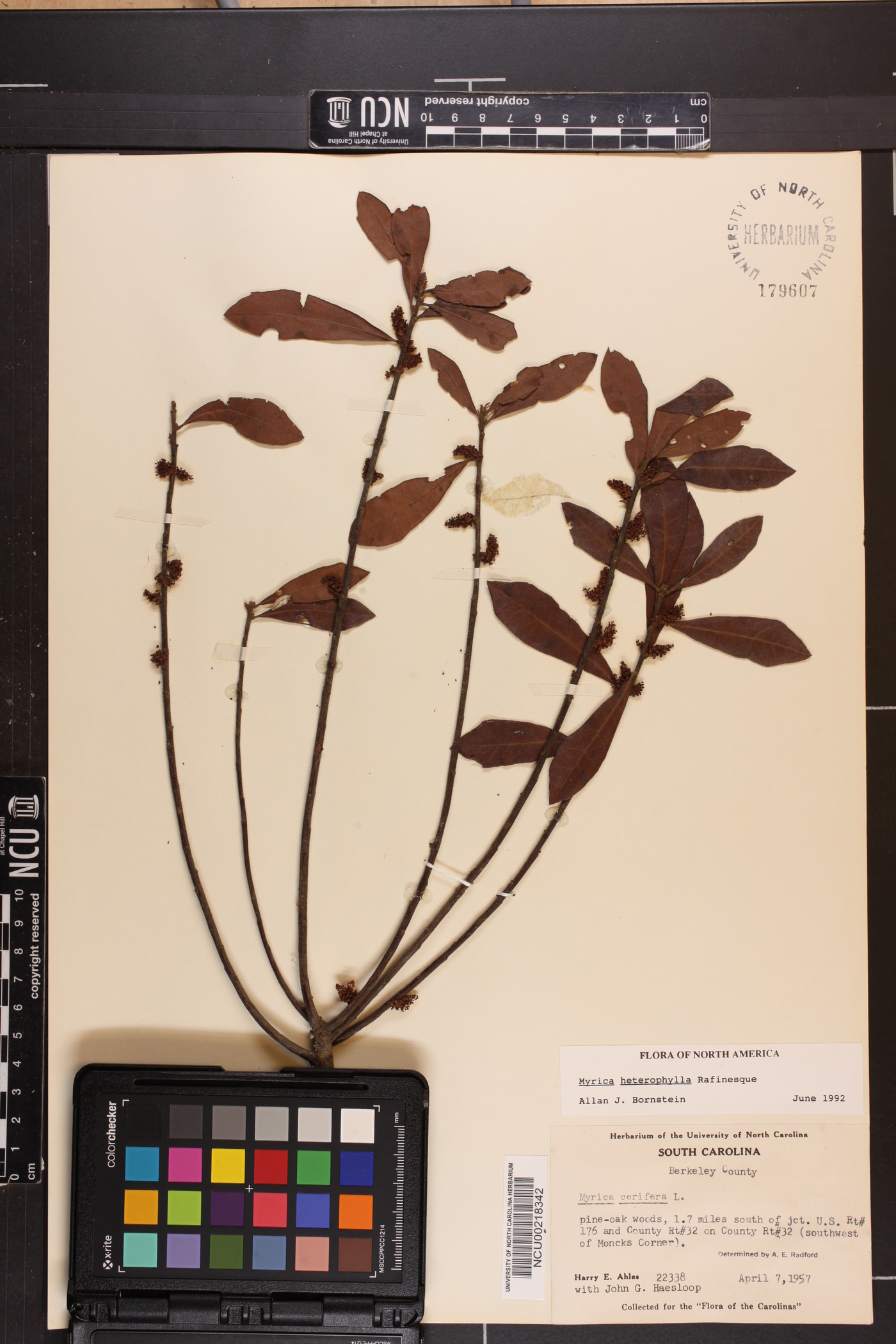 Myrica heterophylla image