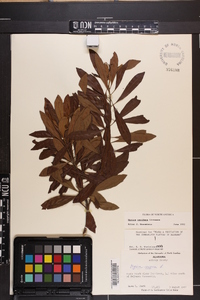 Myrica cerifera image
