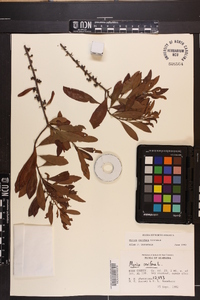 Myrica cerifera image