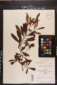 Myrica cerifera image