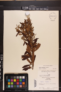 Myrica cerifera image