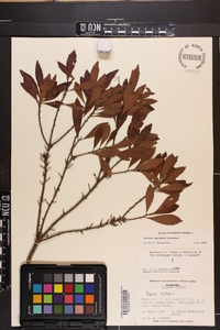 Myrica cerifera image