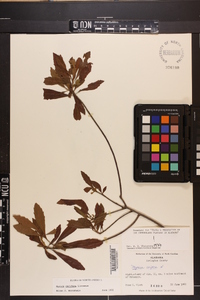 Myrica cerifera image