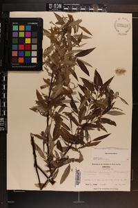 Salix sericea image