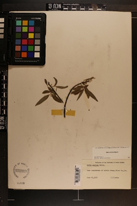 Salix sericea image