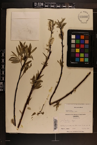 Salix sericea image