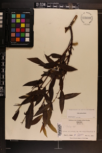 Salix sericea image