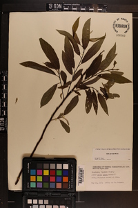 Salix sericea image