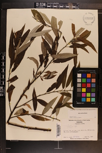 Salix sericea image