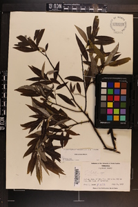 Salix sericea image