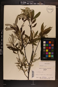 Salix sericea image