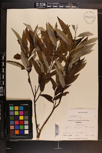 Salix sericea image