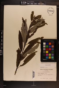 Salix sericea image