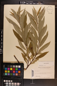 Salix sericea image