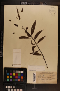 Salix sericea image