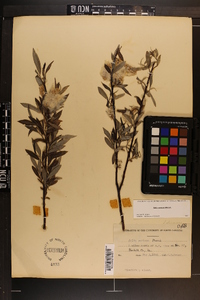 Salix sericea image