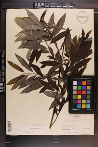 Salix sericea image