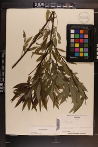 Salix sericea image