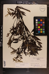 Salix sericea image