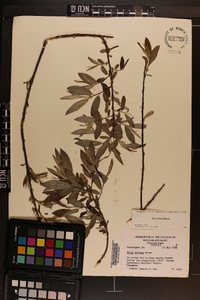 Salix sericea image