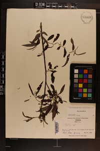 Salix sericea image