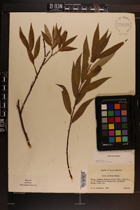 Salix sericea image