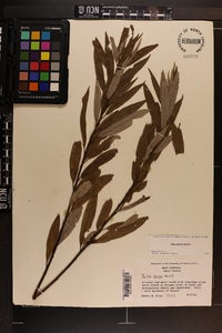 Salix sericea image