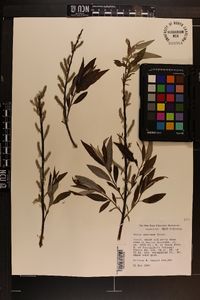 Salix sericea image