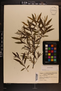 Salix sericea image