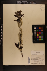 Salix sericea image