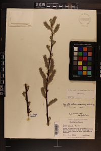 Salix cinerea image