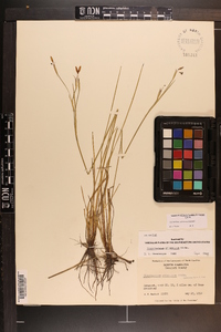 Sisyrinchium atlanticum image