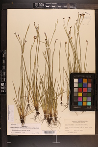 Sisyrinchium atlanticum image