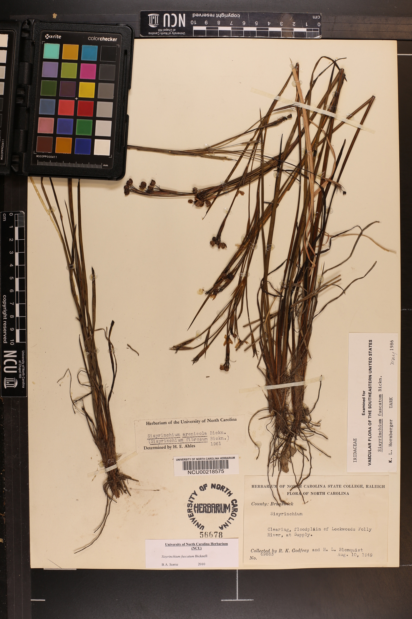 Sisyrinchium fuscatum image