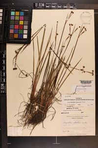 Sisyrinchium fuscatum image