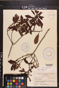 Myrica cerifera image