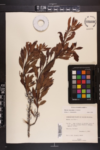 Myrica cerifera image