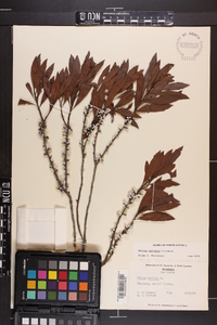 Myrica cerifera image