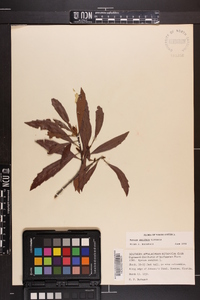 Myrica cerifera image