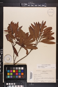 Myrica cerifera image