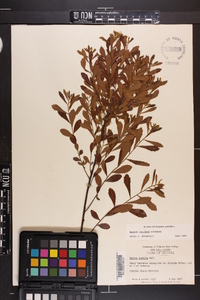 Myrica cerifera image