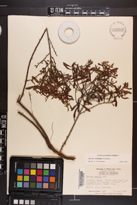 Myrica cerifera image