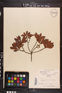 Myrica cerifera image