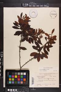 Myrica cerifera image