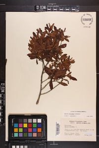 Myrica cerifera image