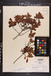 Myrica cerifera image