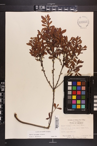 Myrica cerifera image