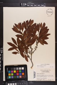 Myrica cerifera image